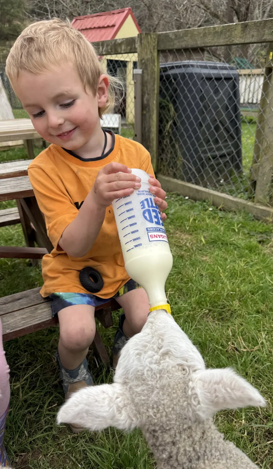 A child sitting on a bench in the sun, bottle feeding a lamb