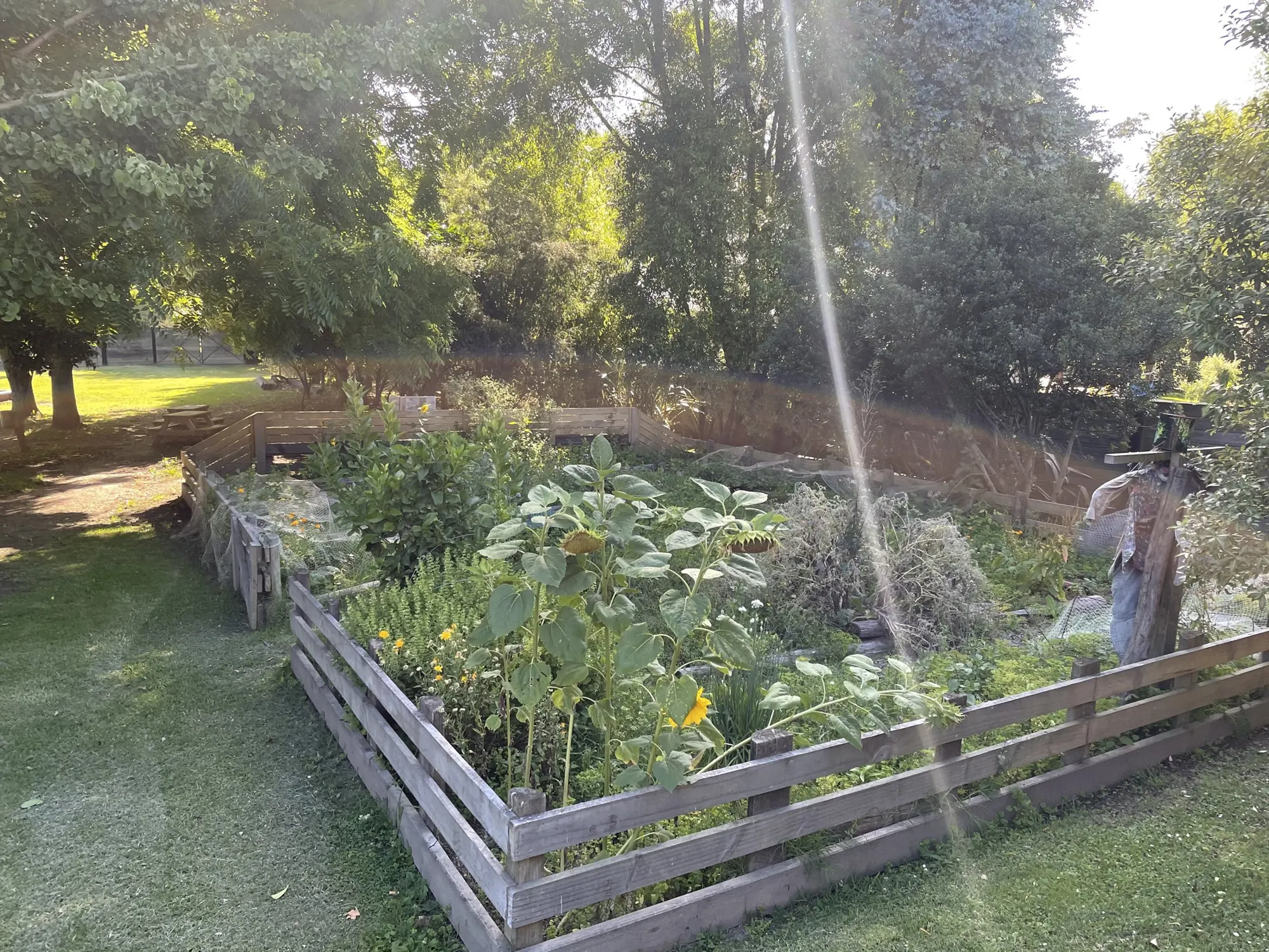 The fenced vegetable garden in the sun, full of leafy greens
