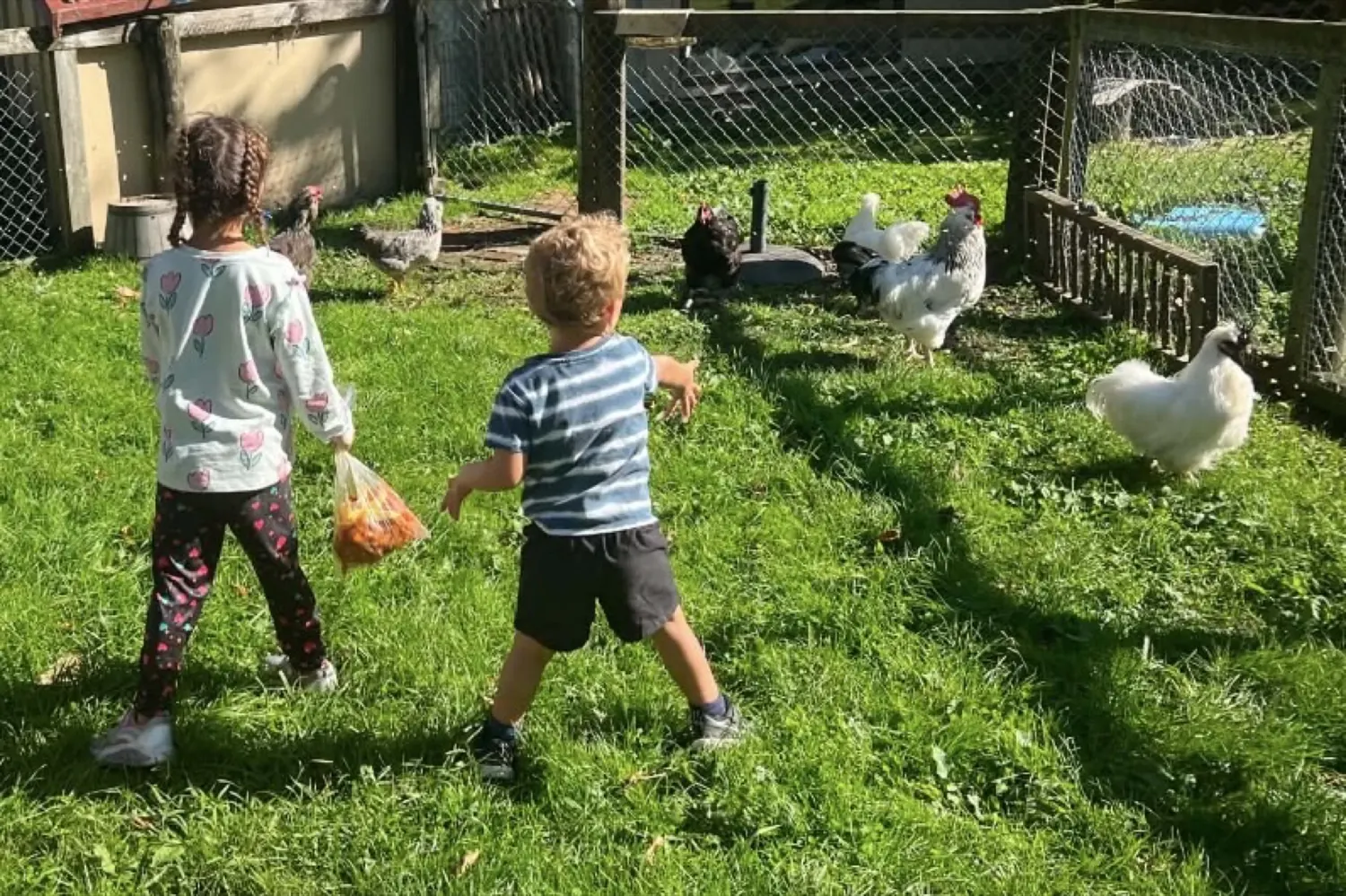 Two children feeding the chickens on the grass